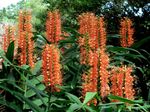 Bottlebrush ginger.jpg