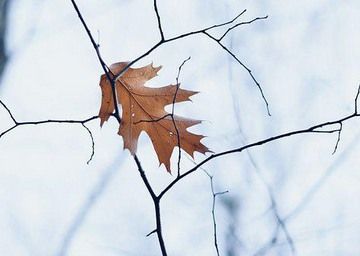last-leaf.jpg
