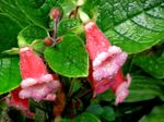HardyGloxinia.jpg