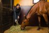 hay-horse-groom-stall-iStock-177504137-2400.jpg