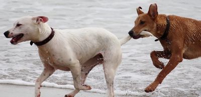 dog-eat-dog.jpg