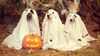 halloween-pxx1000_full_width.jpg
