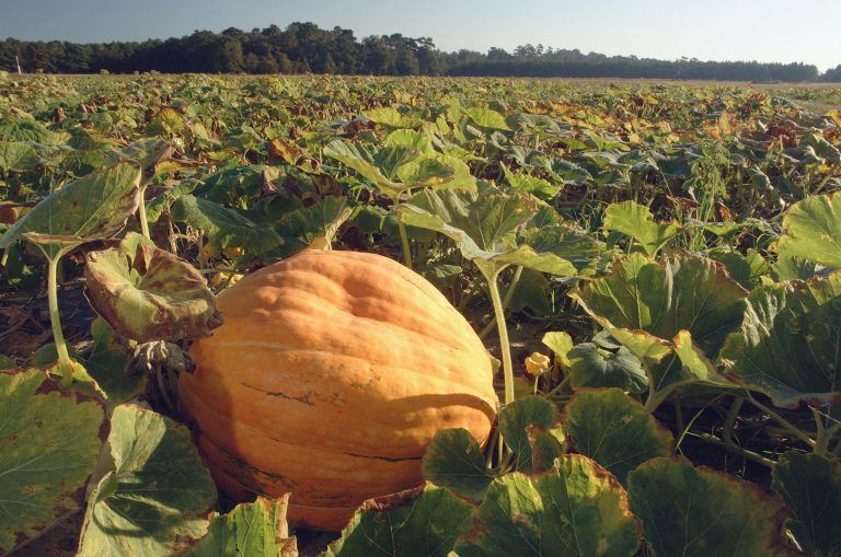 2022_FCS_pumpkinPatch01_ifasZamoraEricTINY-768x509.jpg