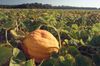 2022_FCS_pumpkinPatch01_ifasZamoraEricTINY-768x509.jpg