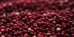 berries-1851161_1920.jpg
