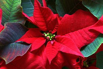 poinsettia-day.jpg