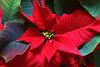 poinsettia-day.jpg