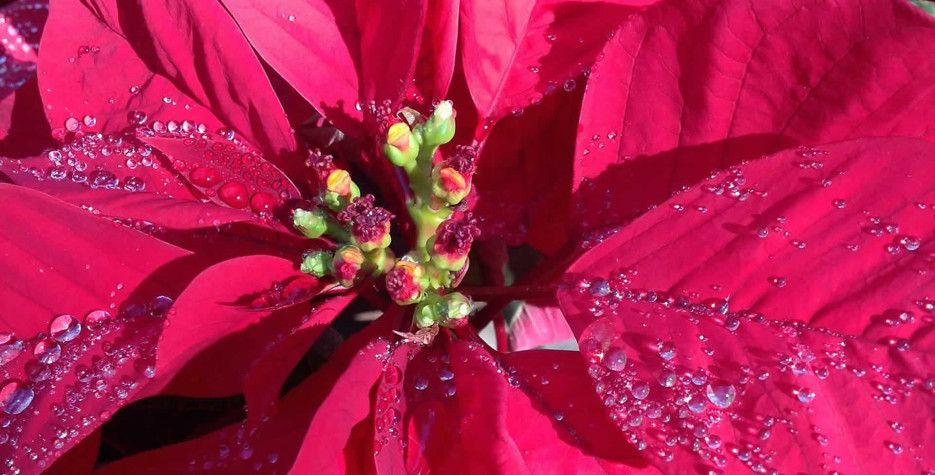 poinsetta-1798921_1920.jpg