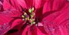 poinsetta-1798921_1920.jpg