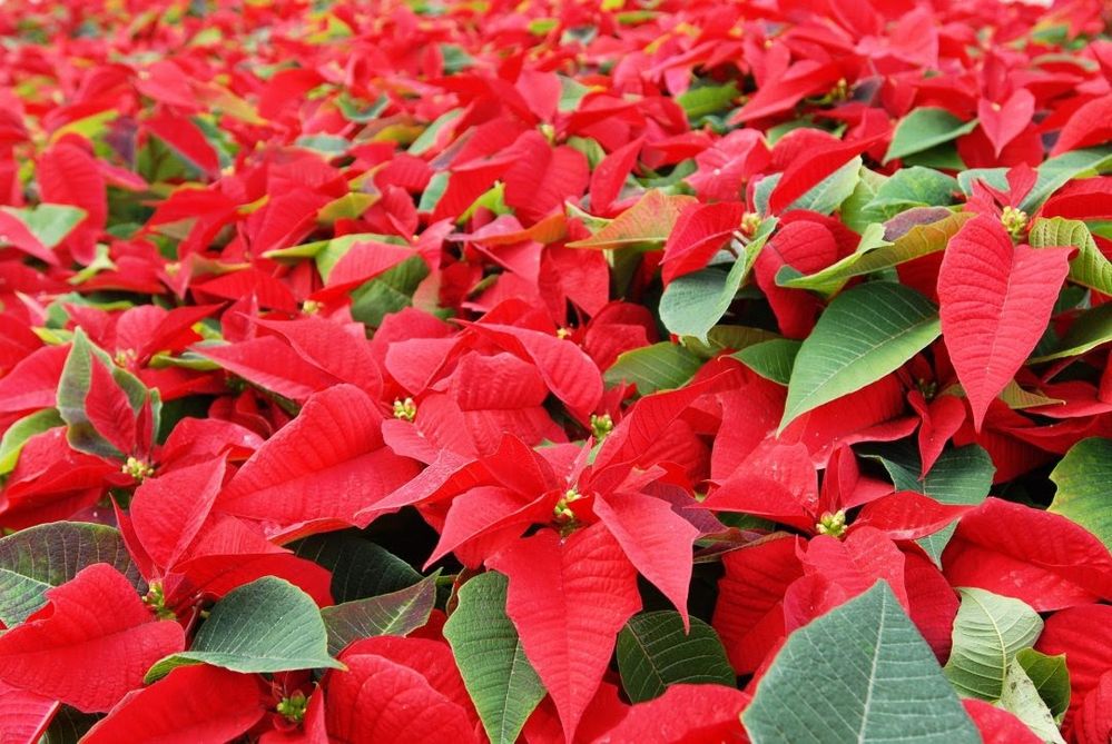 National-Poinsettia-Day-1080x723.jpg