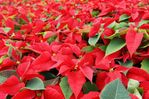 National-Poinsettia-Day-1080x723.jpg