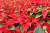 National-Poinsettia-Day-1080x723.jpg