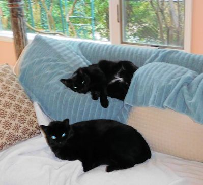 20-03-29 - Blackie & Stubby - 1.JPG