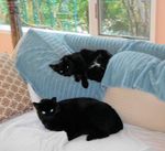 20-03-29 - Blackie & Stubby - 1.JPG