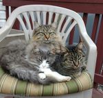 -- Family pile in a chair.  That's Willie Mae scrunched on the right under her 'designer' sons, Giorgio on left and Stellar on top.
