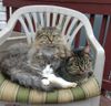 -- Family pile in a chair.  That's Willie Mae scrunched on the right under her 'designer' sons, Giorgio on left and Stellar on top.