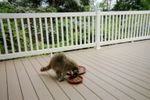 Mommy Raccoon, 2012 - 4.JPG