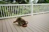 Mommy Raccoon, 2012 - 4.JPG
