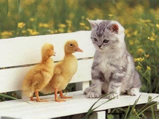 Ducklings-n-Kitten.jpg