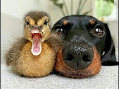 Duckling-n-Pooch.jpg