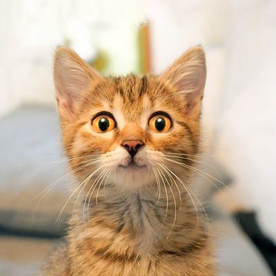 Wide Eyed Kitten Avatar.jpg