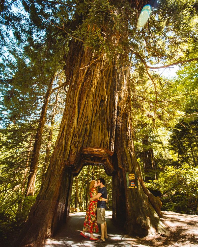 Whimsy-Soul-_-redwoods-california-202-1-1000x1250.jpg