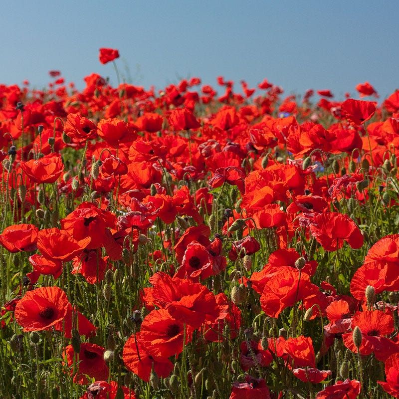 red-poppy-meadow.jpg