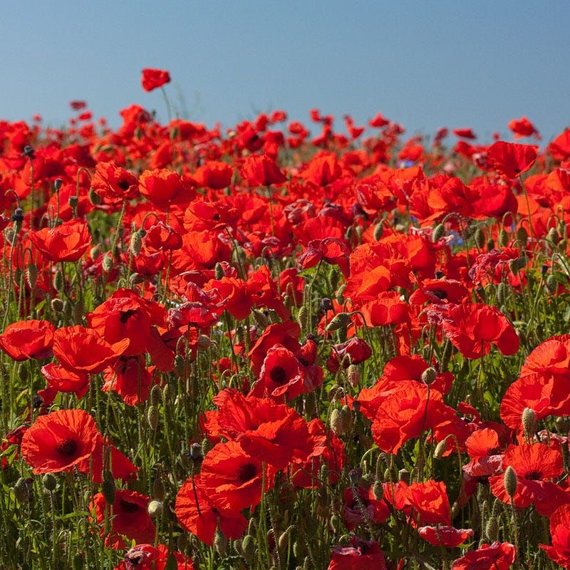 red-poppy-meadow.jpg