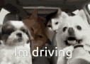 dog-driving-car.gif