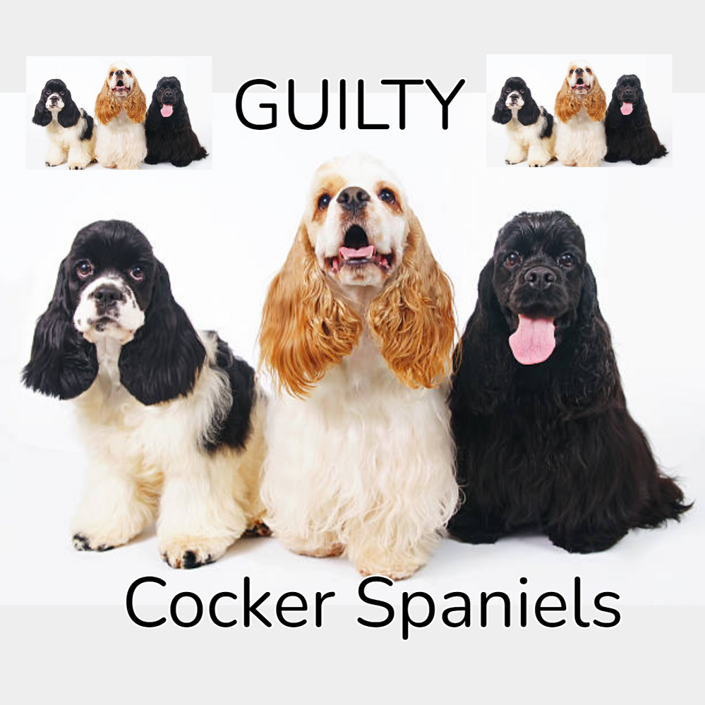 Modest Mouse Guilty Cocker Spaniels - Copy.png