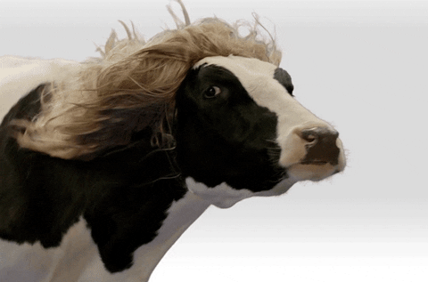 Cow Appreciation day is July 11th.gif