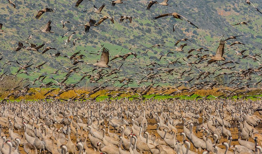 common-cranes-everywhere-morris-finkelstein.jpg