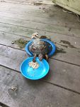 IMG_2251.jpeg