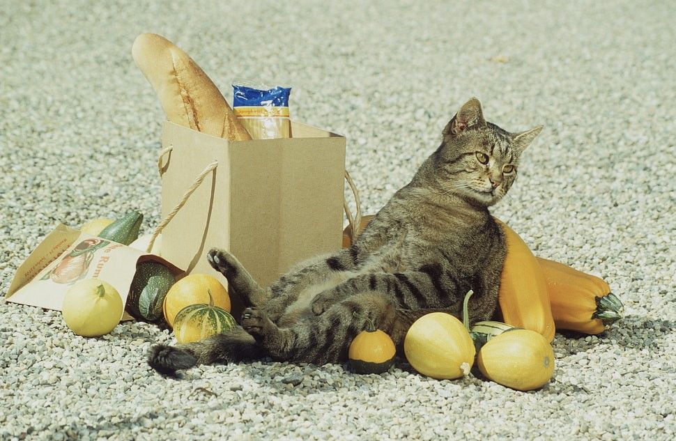cat-bag-fruit-sitting.jpg
