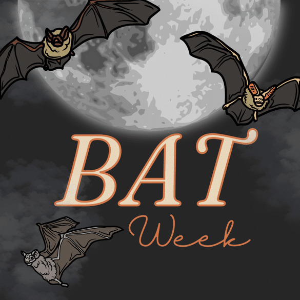 Bat Week Oct 24 -31.png