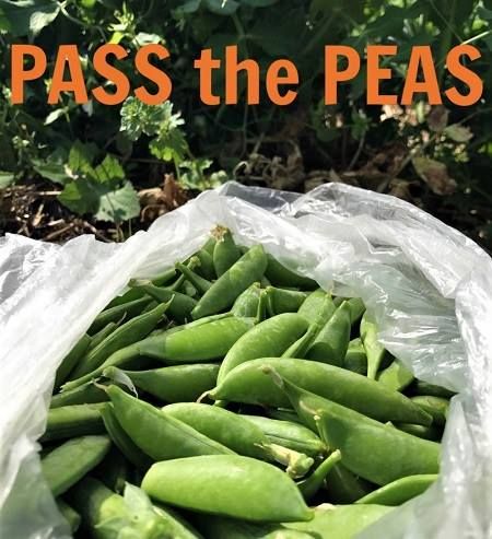 The JBs Pass The Peas.jpg
