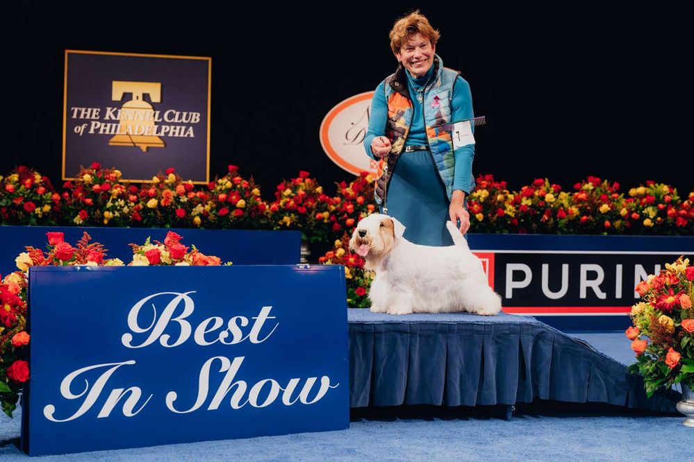 Stache the Sealyham Terrier Wins the 2023 National Dog Show.jpg