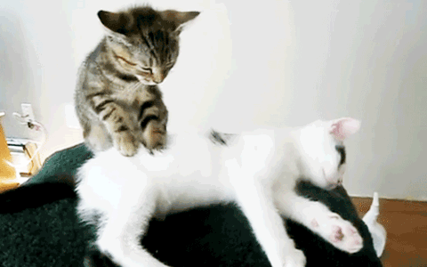 cat physical therapy gif.gif