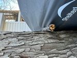 IMG_2393.jpeg