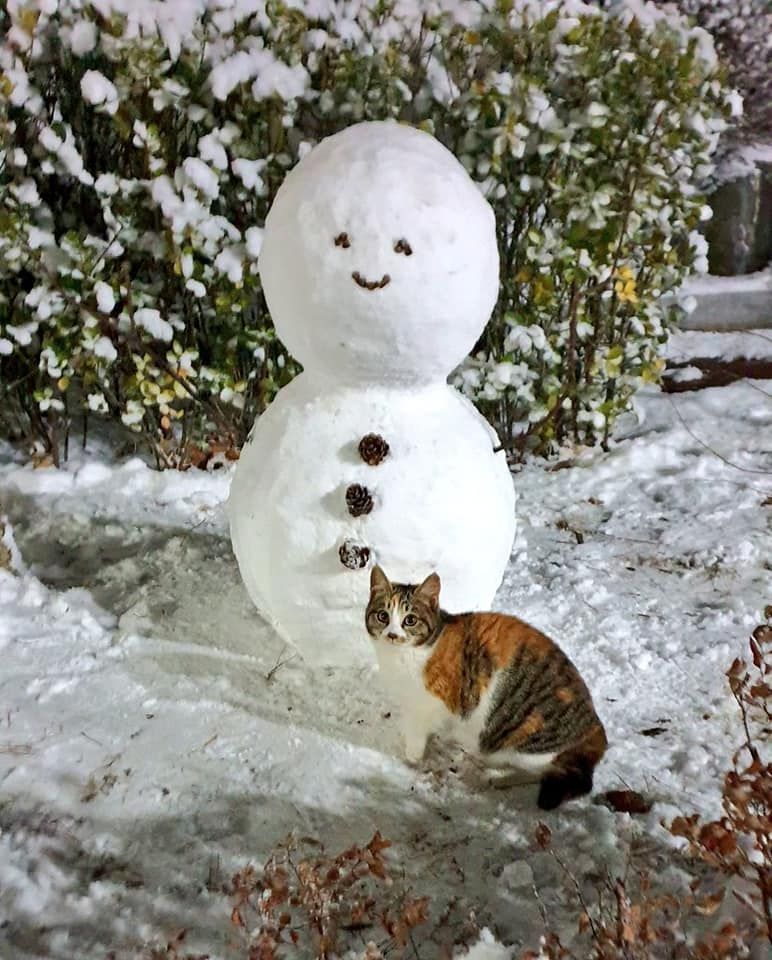 Caption This Kitty With Snowman.jpg