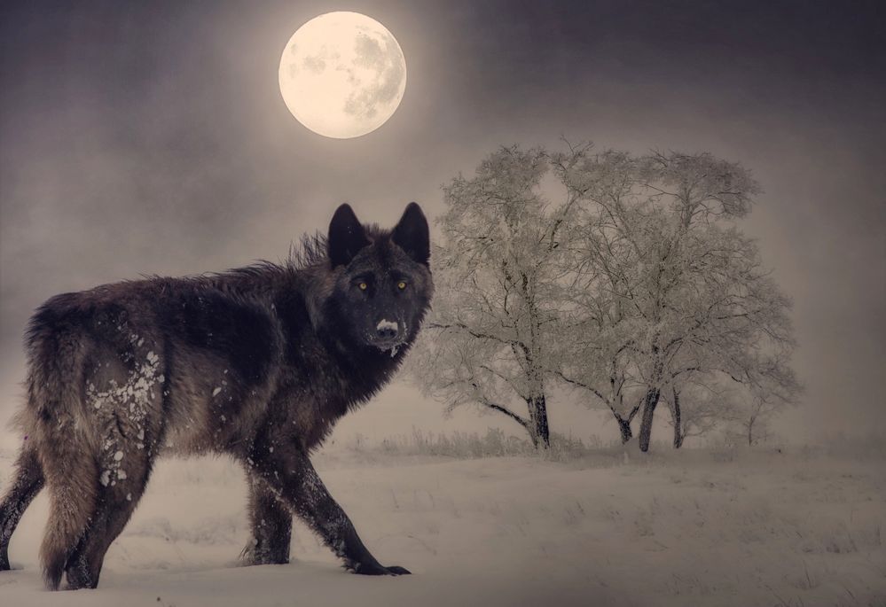 Full Wolf Moon Jan 25.jpg