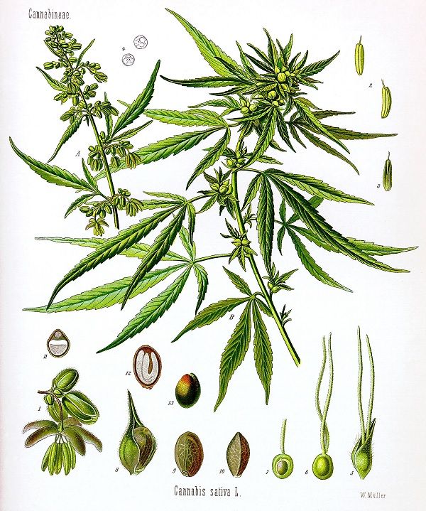 Hemp from seed cannabis sativa.jpg
