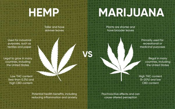 hemp-vs-marijuana.jpg