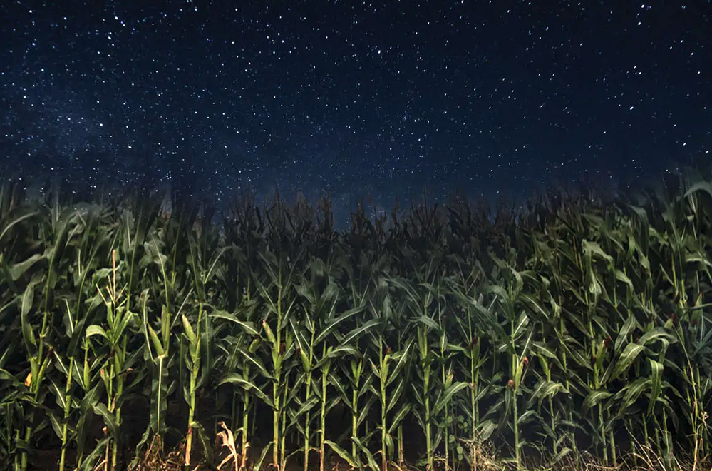 Corn Maize  Field At Night.png