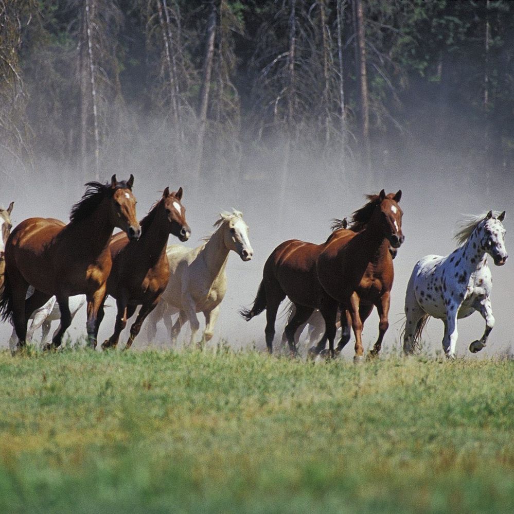 wild horses.jpg