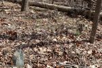 Several of the fieldstones at the Calvin Morris cemetery in SNP