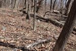 This shows a plethora of fieldstones, but note the deadfall and fallen trees.  Not an ideal place on a gusty day!