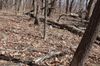 This shows a plethora of fieldstones, but note the deadfall and fallen trees.  Not an ideal place on a gusty day!
