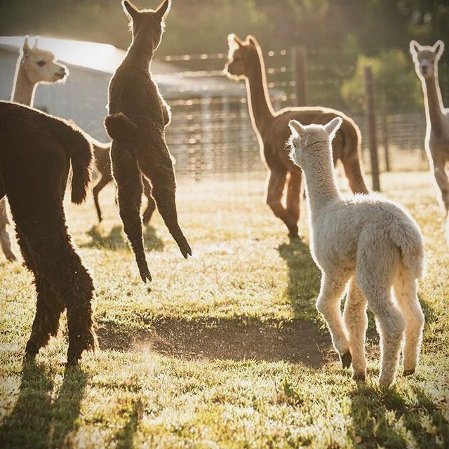 Caption These Joyful Llamas.jpg
