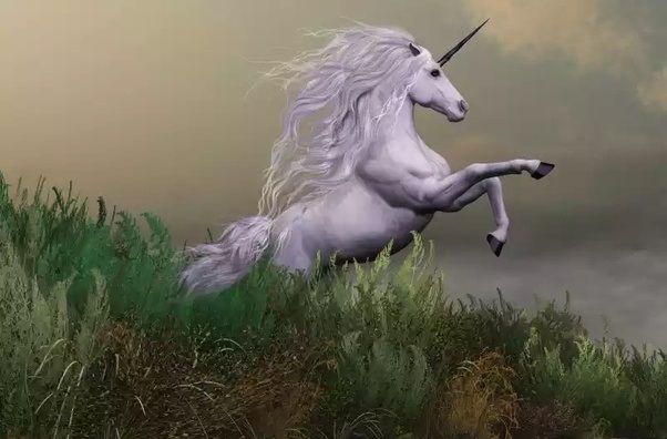Unicorn Sweet Unicorn.jpeg